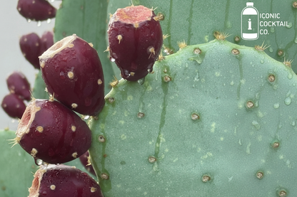 Prickly pear with Iconic Cocktail logo in top right